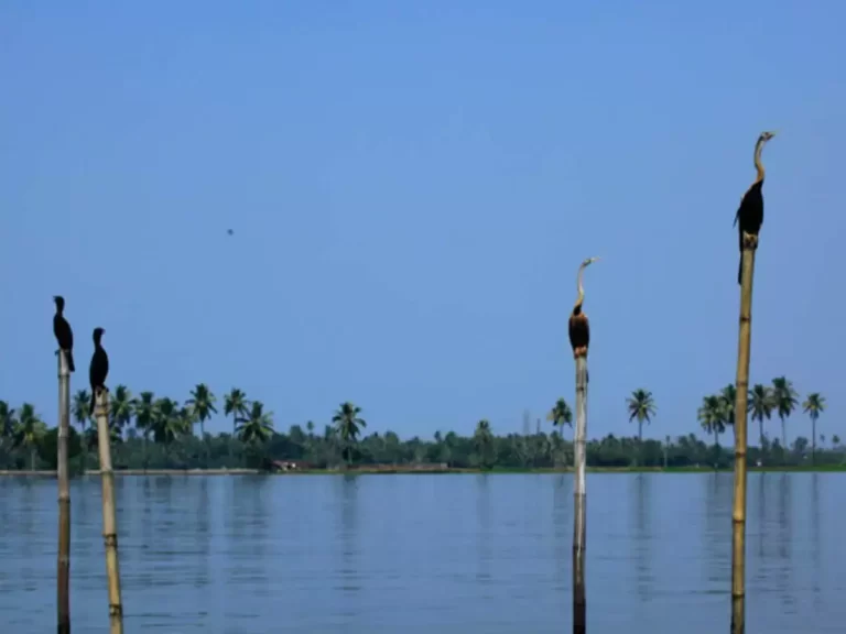 Pathiramanal bird Sanctuary in Alleppey, Muhamma, Kumarakom, Kerala - Sanchari Travels & Activities