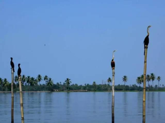 Pathiramanal-Island-Muhamma-Kumarakom-Alleppey-Sanchari-Travels-Activities.webp